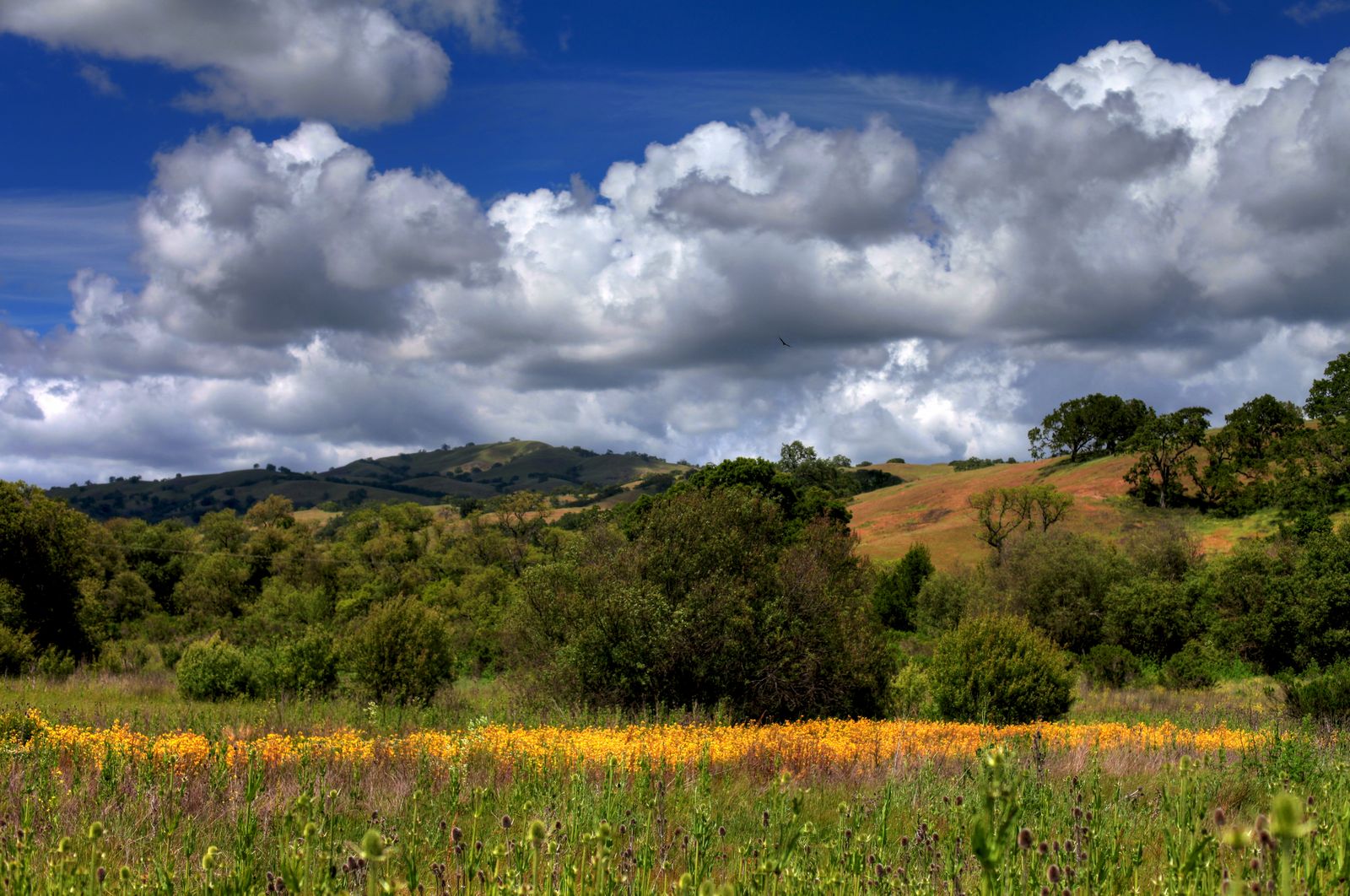 Santa Clara Valley Blossom Time  Santa clara county, San jose california, Santa  clara